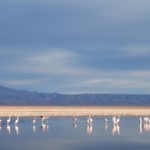 Juez ambiental chileno urge por estudio de agua en «frágil» Salar de Atacama